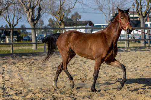 Brown Spanish Andalusian horse