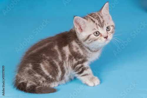 Cute baby British kitten with stubby tail jumping and playing on blue background. photo