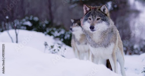 Portrait of injured wolf in pack standing in winter forest