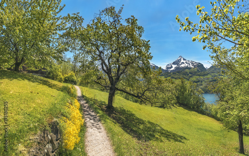 Trail through an orchard in the Alps mountains - Spring scenery with a hiking trail through an orchard, near the Walensee lake, in the Swiss Alps mountains, on a sunny day, in Quarten, Switzerland.