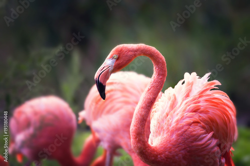 Fotografía Flamingo Familie