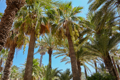 High figs date palm trees in Middle East orchard oasis middle of desert and lush leafage.