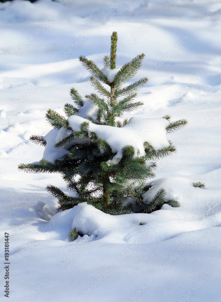 Small green spruce under the snow