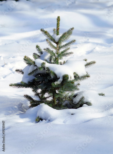 Obraz na płótnie Small green spruce under the snow w salonie
