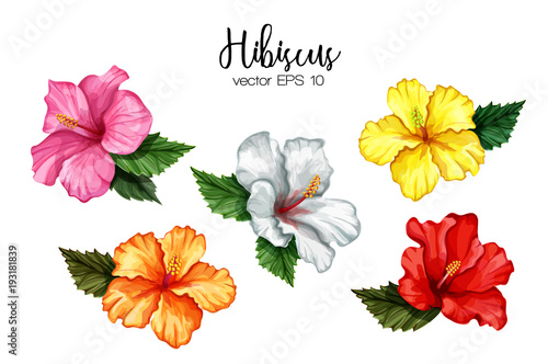 Vector realistic hibiscus flower leaves set photo