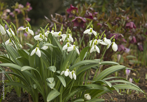 snowdrops and hellebores