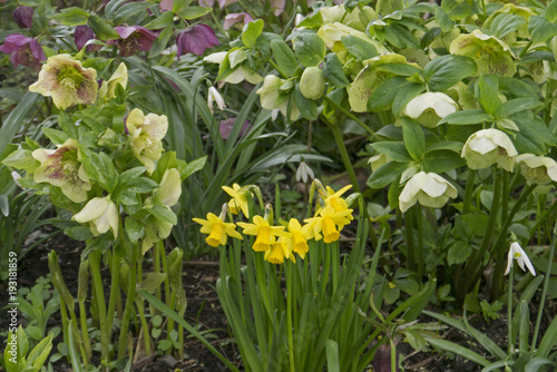 yellow daffodils and hellebores