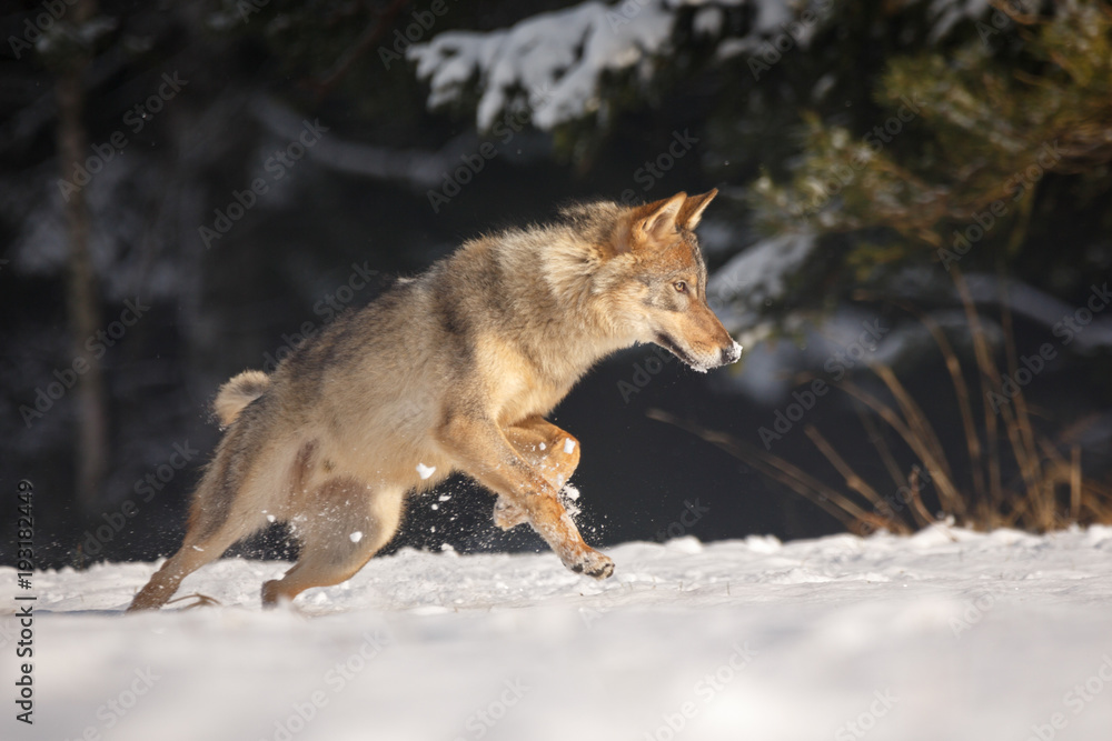 Naklejka premium Wolf im Schnee