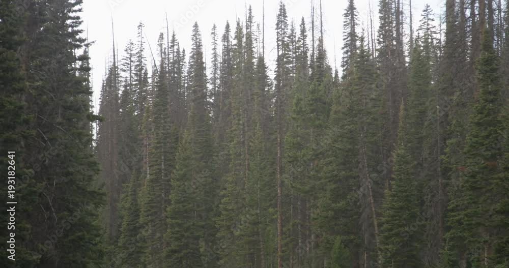 Lush forest in mountains, low angle POV Lush forest in mountains, low angle POV