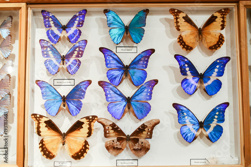 Dead blue butterflies