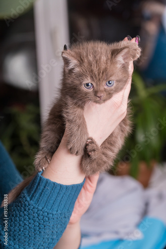 Cute baby British kitten with stubby tail in the hands photo