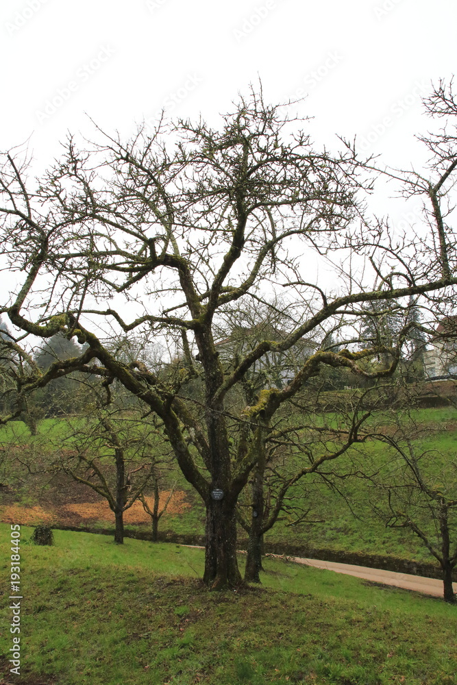 Apfelbaum, gelber Boskop im Winter, im öffentlichen Obstgut Park in ...