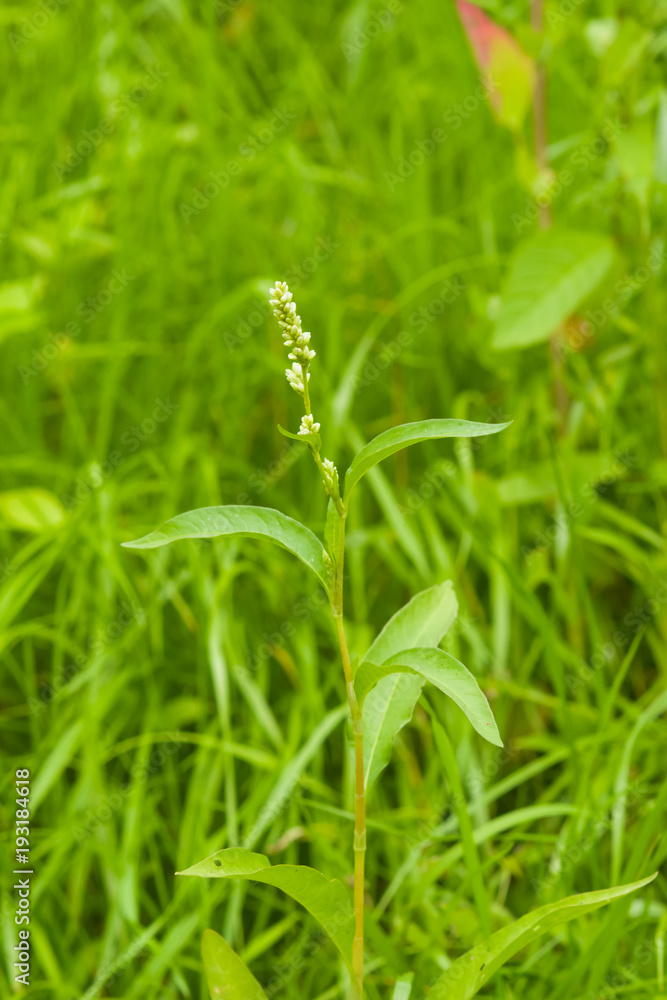 Water knotweed or Persicaria amphibia blossom close-up in grass, selective focus, shallow DOF Water knotweed or Persicaria amphibia blossom close-up in grass, selective focus, shallow DOF