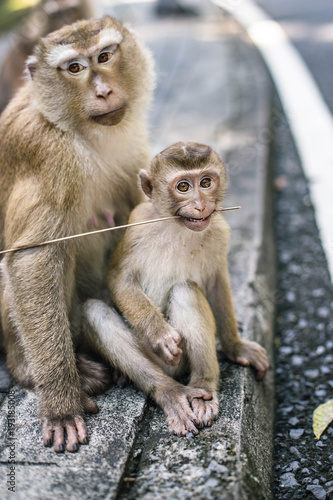 Charming monkey child holds a twin in the teeth and looks in the camera. Thailand, Phuket, Monkey hill.