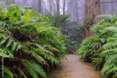 Footpath through wet tropical forest between ferns. Beautiful natural background