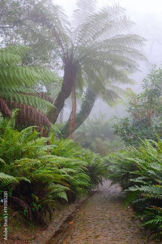 Path through rainforest with tree ferns