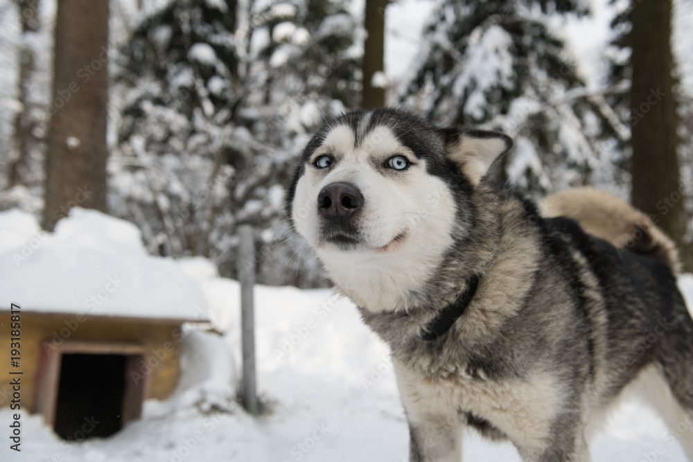 Artful siberian husky with dog kennel on the background