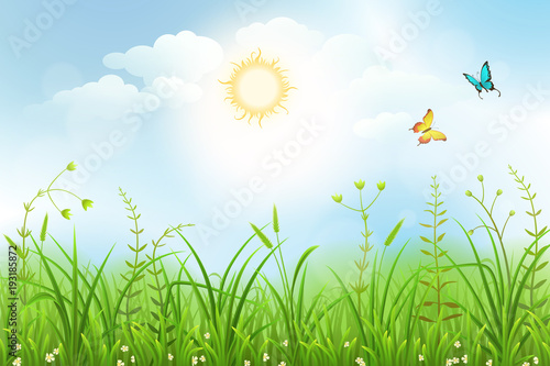 Spring meadow background with white flowers and green grass