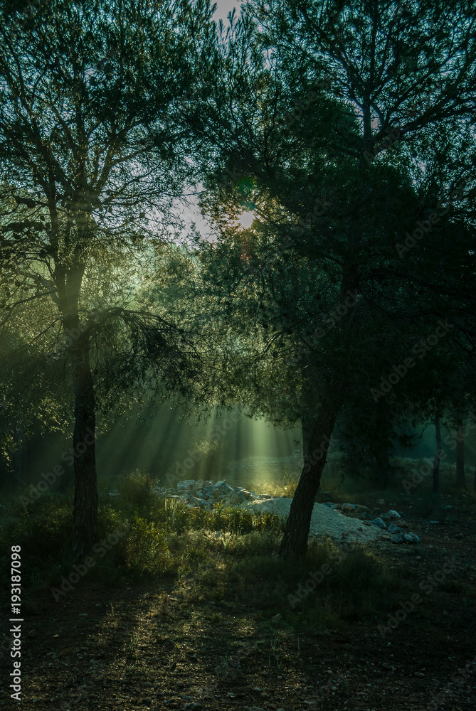 Naklejka premium Sunrise with sunbeams illuminating the pine forest floor