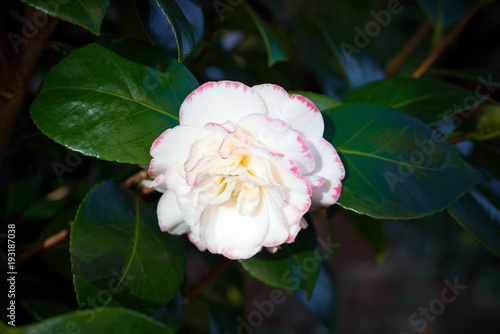 japanese Camellia  Camellia japonica  white and pink flower