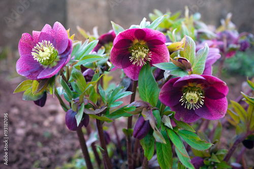 purple hellebore flower in the garden photo