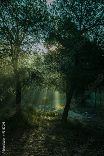 Fototapeta Naklejka Na Ścianę i Meble -  Sunrise with sunbeams illuminating the pine forest floor