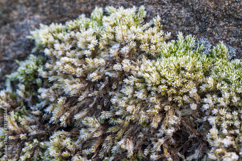 Crystals of frost on the moss
