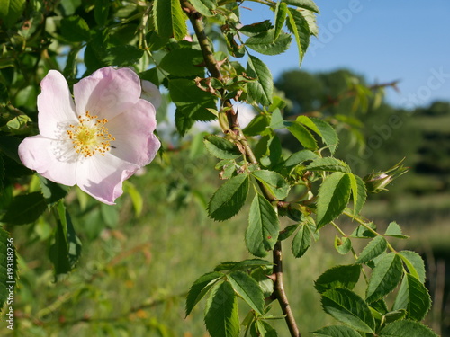 Dog Rose Close-up: Pink Flower. Pink wild rose or dog-rose flowers with leafs 