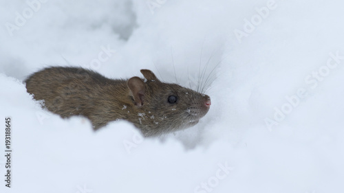 Brown rat in the white snow