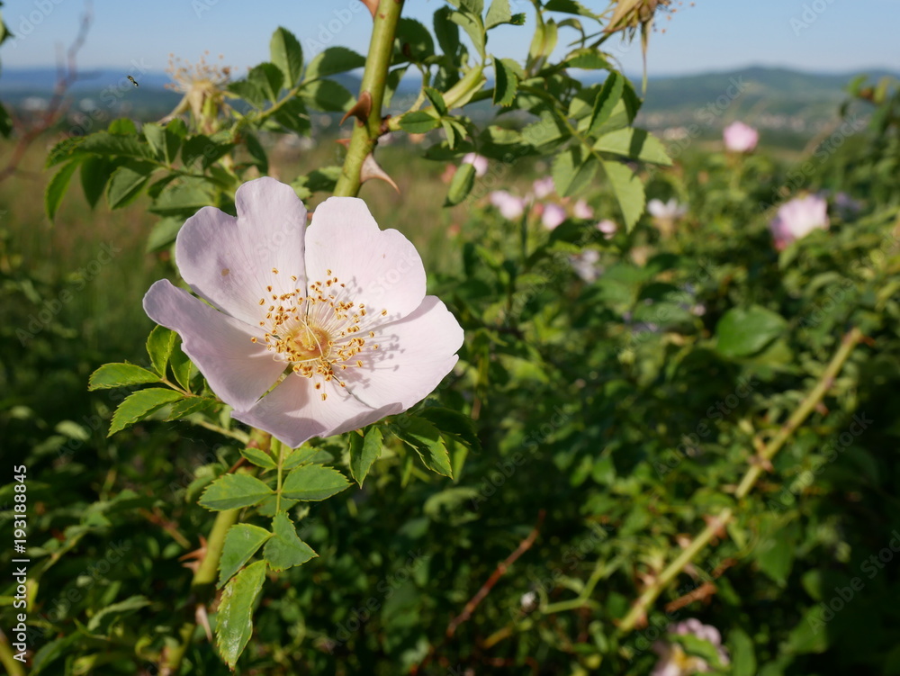 Dog Rose Close-up: Pink Flower. Pink wild rose or dog-rose flowers with leafs Dog Rose Close-up: Pink Flower. Pink wild rose or dog-rose flowers with leafs