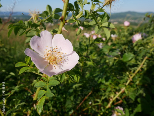 Dog Rose Close-up: Pink Flower. Pink wild rose or dog-rose flowers with leafs 