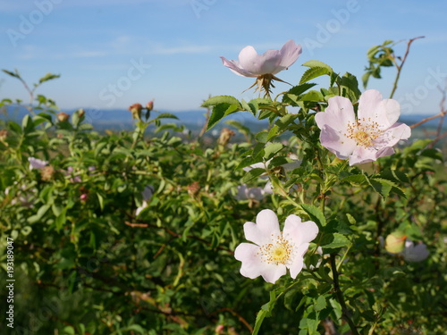 Dog Rose Close-up: Pink Flower. Pink wild rose or dogrose flowers with leafs on blue sky background. 
