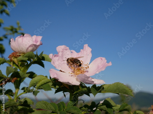 Dog Rose Close-up: Pink Flower with Bee on it. Pink wild rose or dogrose flowers with leafs on blue sky background. 