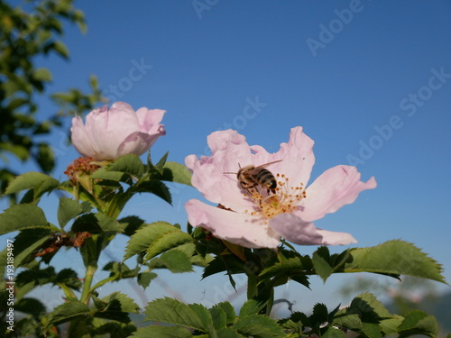 Dog Rose Close-up: Pink Flower with Bee on it. Pink wild rose or dogrose flowers with leafs on blue sky background. 