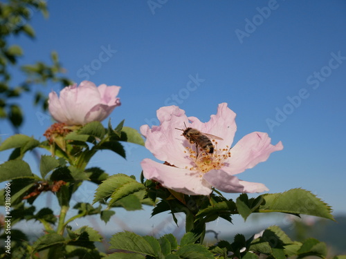 Dog Rose Close-up: Pink Flower with Bee on it. Pink wild rose or dogrose flowers with leafs on blue sky background. 