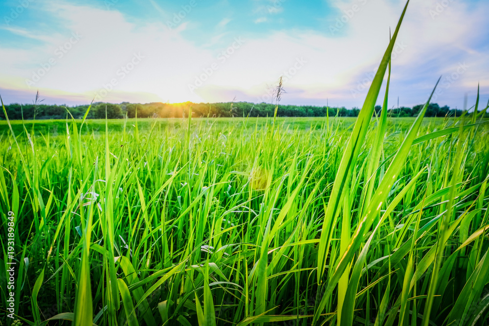 Obraz premium Grass field at sunset