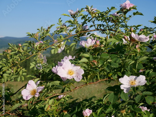Dog Rose Close-up: Pink Flower. Pink wild rose or dogrose flowers with leafs on blue sky background. 