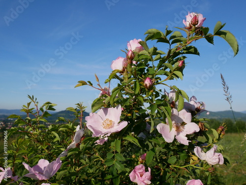 Dog Rose Close-up: Pink Flower. Pink wild rose or dogrose flowers with leafs on blue sky background. 
