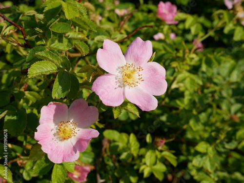 Dog Rose Close-up: Pink Flower. Pink wild rose or dog-rose flowers with leafs 