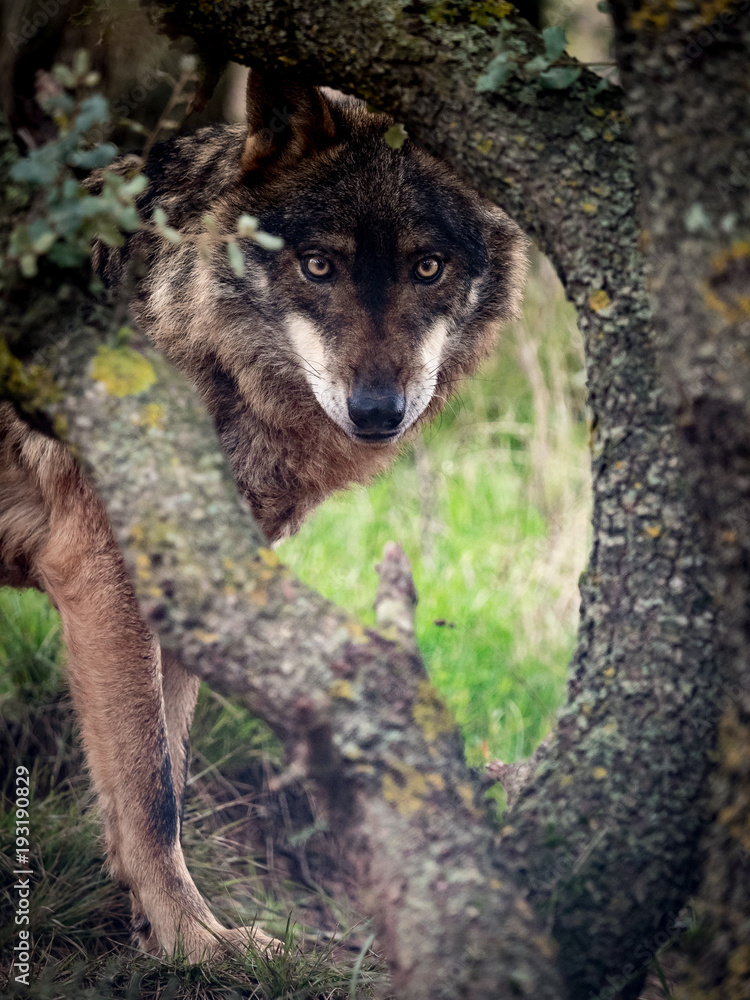 Obraz premium Wilk Iberyjski (Canis lupus signatus) ukryty w lesie