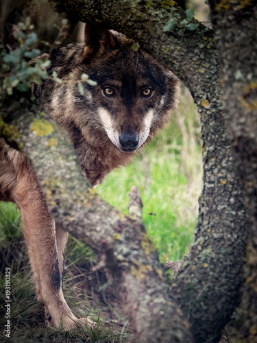Iberian Wolf (Canis lupus signatus) hidden in the forest