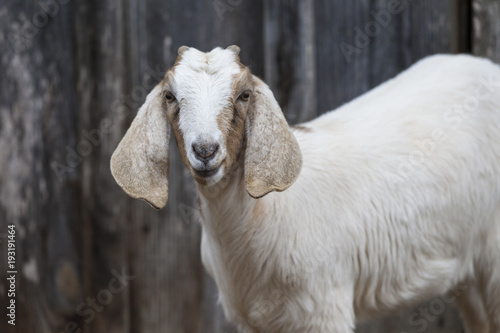 Closeup of beautifully colored goat with long, floppy ears.