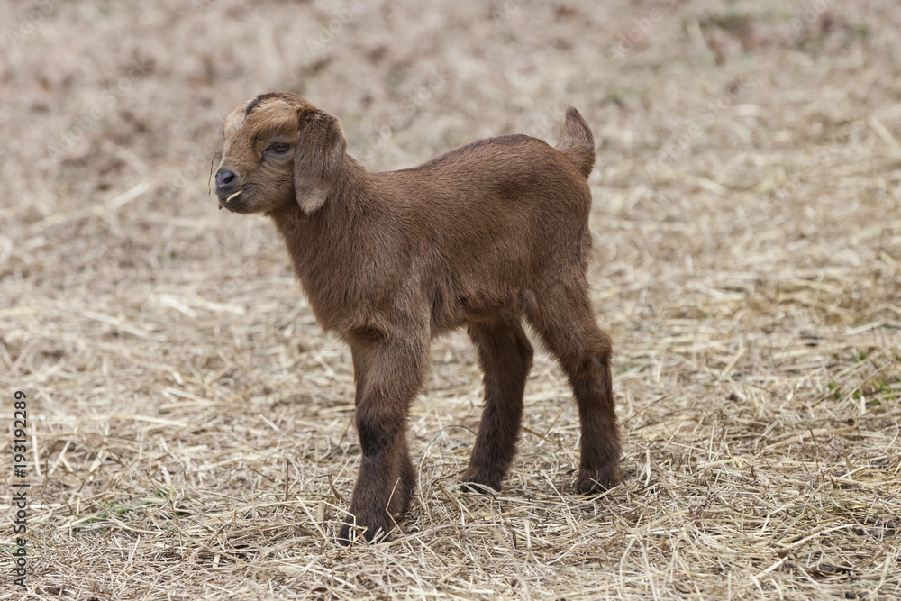 Adorable baby goat standing in pasture field.