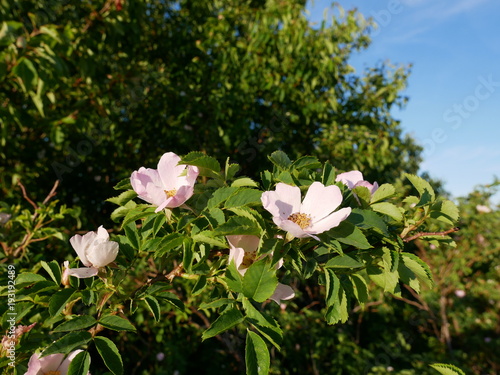 Dog Rose Close-up: Pink Flower. Pink wild rose or dog-rose flowers with leafs 