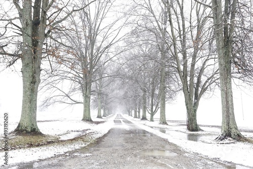 tree lined street or driveway in the winter snow