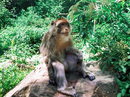 Barbary macaque in the forest natural park. photo