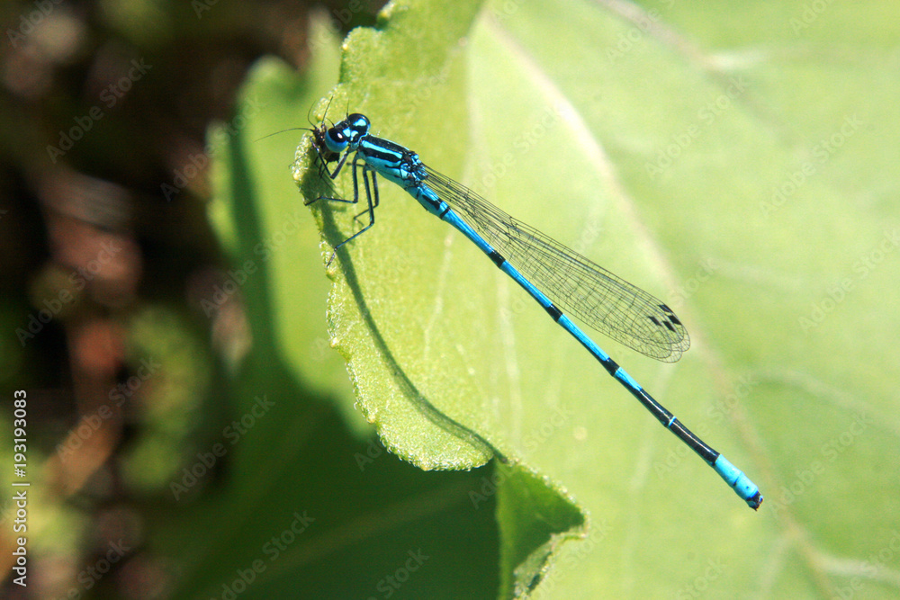 dragon-fly dragon-fly