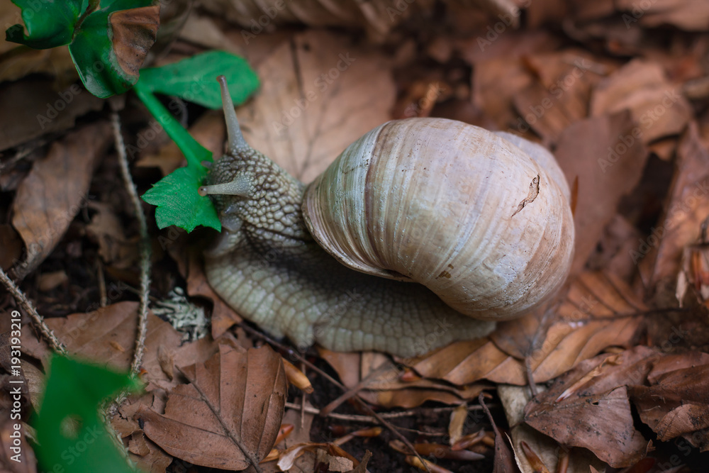 Grape snail feeds up with green leaf in undergrowth forest Grape snail feeds up with green leaf in undergrowth forest