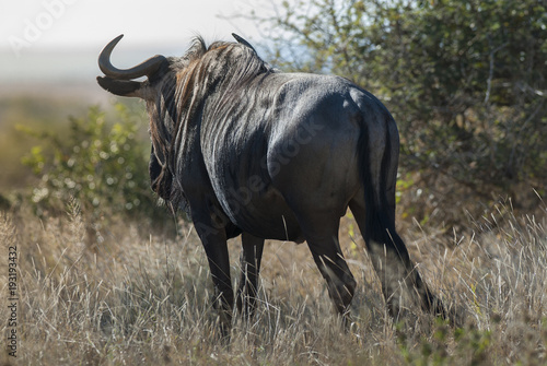 Black wildebeest, Africa © foto4440