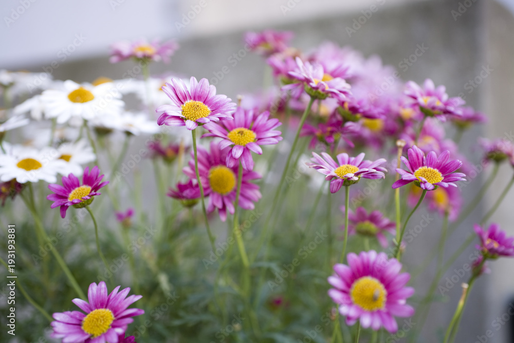  white and purple summer flowers growing in the garden